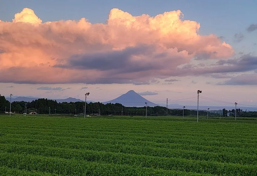 Chiran Tea Plantation Tour and Lunch (Taxi Service  from  Ibusuki Station to Kagoshima Chuo Station  Included)