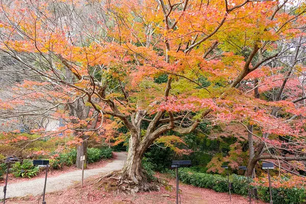 en seasons autumn arita-kanzaki-and-asakura img 14