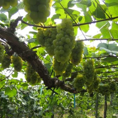 Winery Tour at Tsuno Wine (w/ Light Meal, Start at Miyazaki Station / End in Takachiho)
