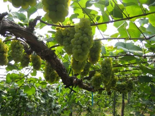 Winery Tour at Tsuno Wine (w/ Light Meal, Start at Miyazaki Station / End in Takachiho)