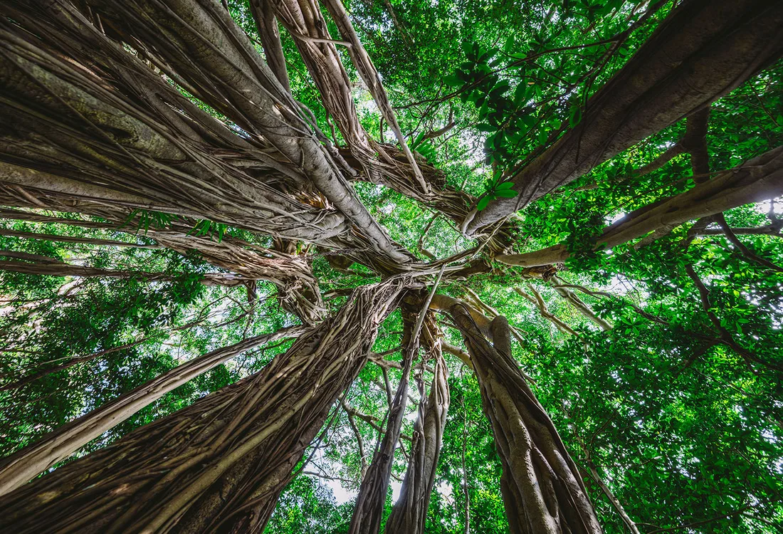 Nature & Outdoors