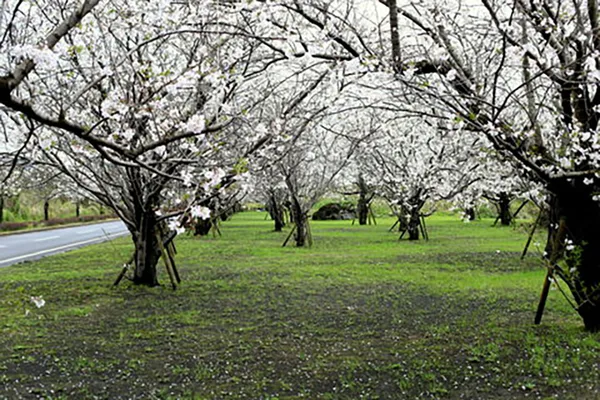 en seasons spring img 07