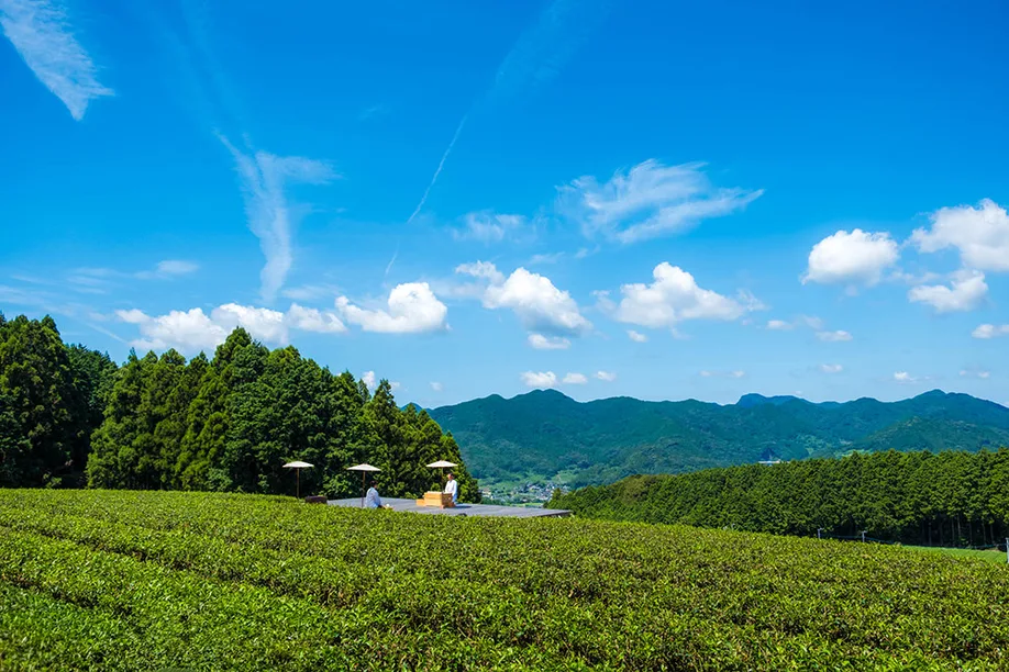 ureshino-tea-022