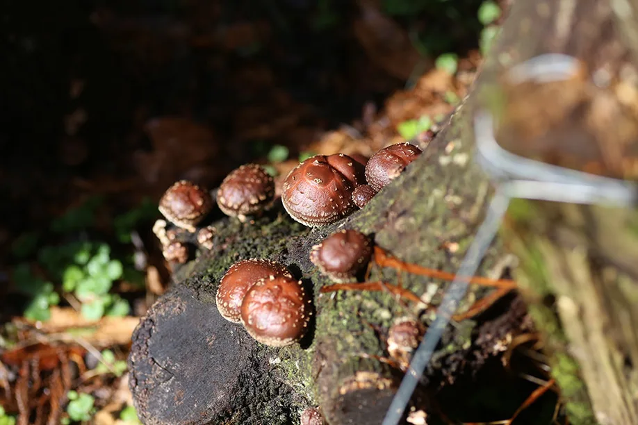 oitas-agricultural-heritage-storied-history-shiitake-mushrooms 05
