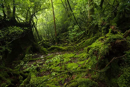 Yakushima