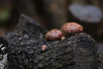 Oita's agricultural heritage:a storied history of shiitake mushrooms