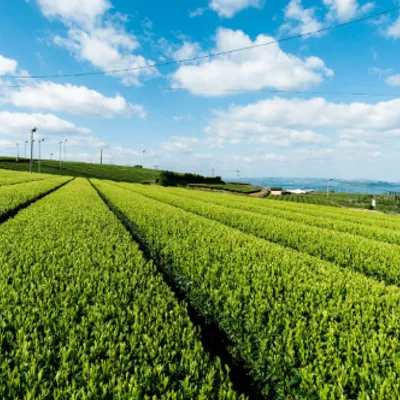 Tour the Sonogi Tea Fields and Learn from a Japanese Tea Instructor