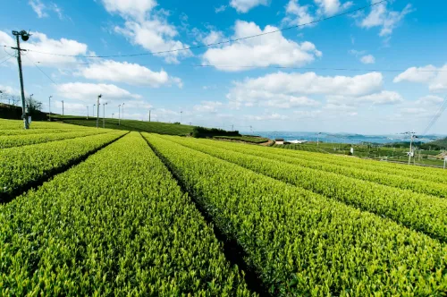 Tour the Sonogi Tea Fields and Learn from a Japanese Tea Instructor