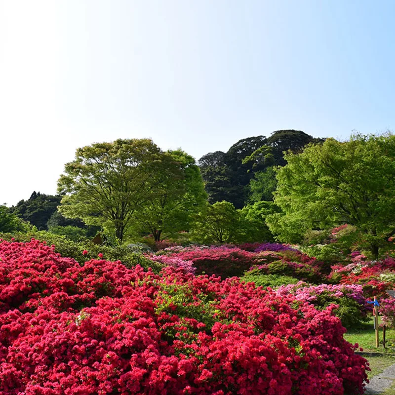 kurume img 08