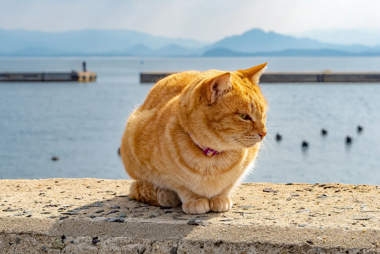 Ainoshima: