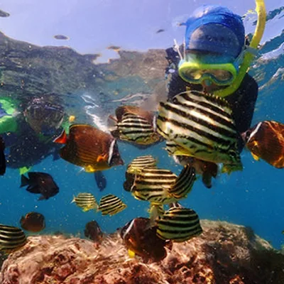 Lots of coral and tropical fish! Let's dive into Kyushu's No. 1 sea! Scuba diving experience