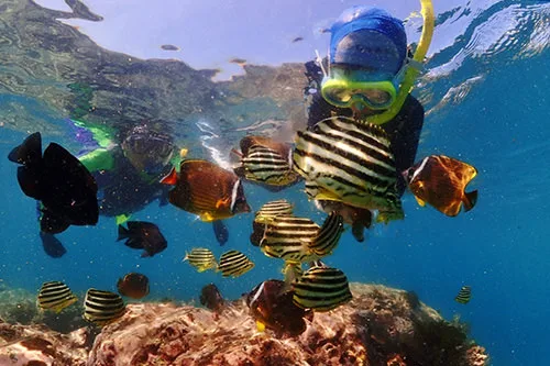 Lots of coral and tropical fish! Let's dive into Kyushu's No. 1 sea! Scuba diving experience