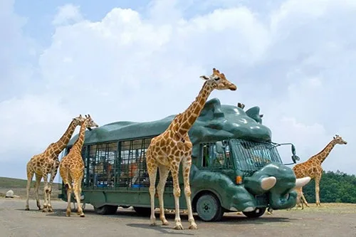 【Taxi sightseeing】African safari round trip course
