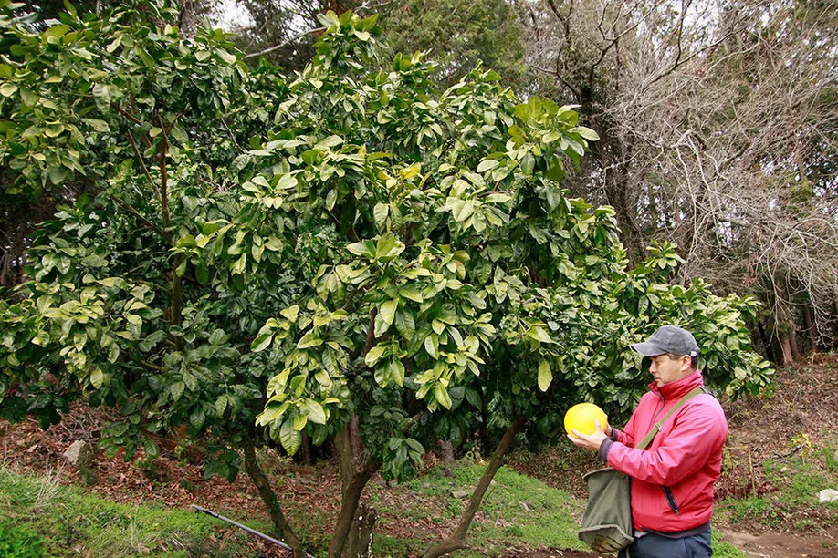 cultivating-worlds-largest-citrus-fruit-kumamoto_02