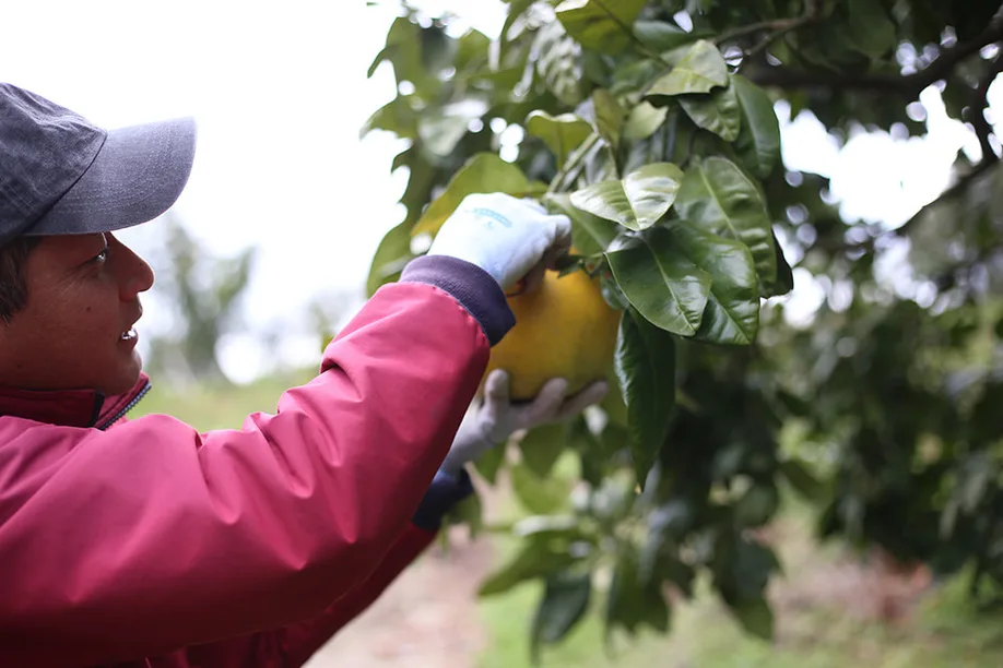 cultivating-worlds-largest-citrus-fruit-kumamoto_04