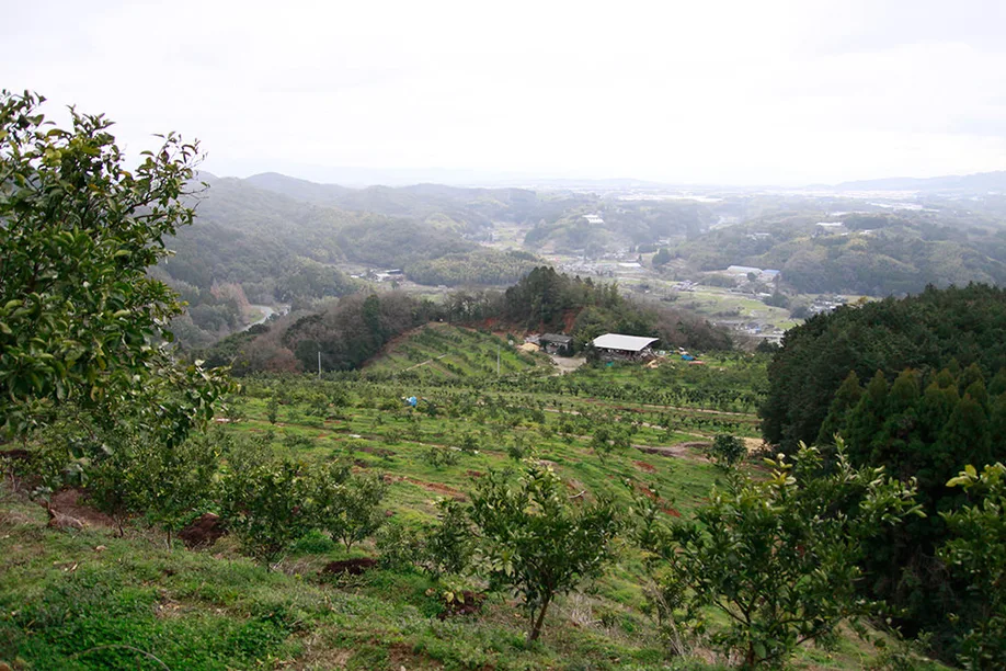 cultivating-worlds-largest-citrus-fruit-kumamoto_05