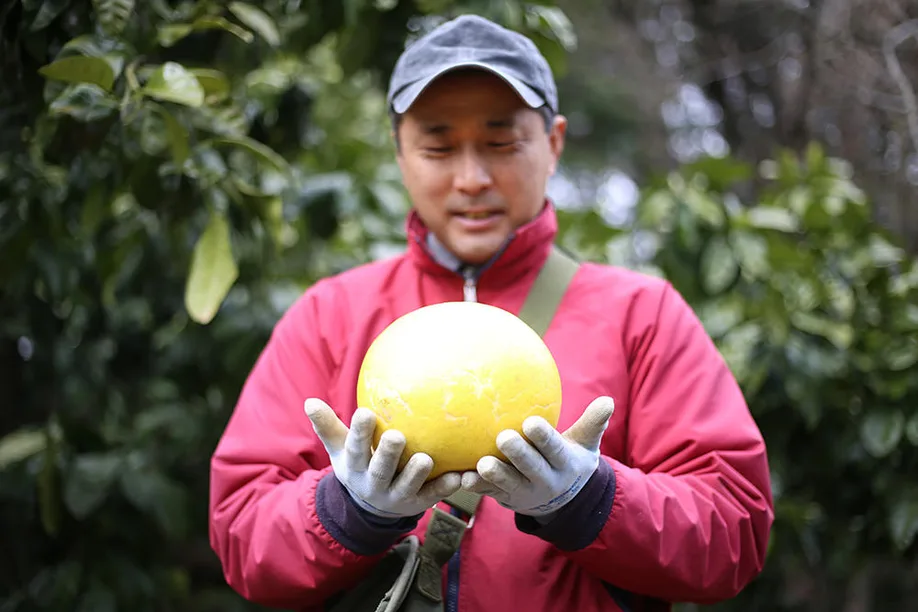 cultivating-worlds-largest-citrus-fruit-kumamoto_07