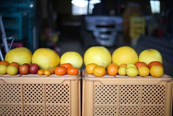 Cultivating the world's largest citrus fruit:in Kumamoto