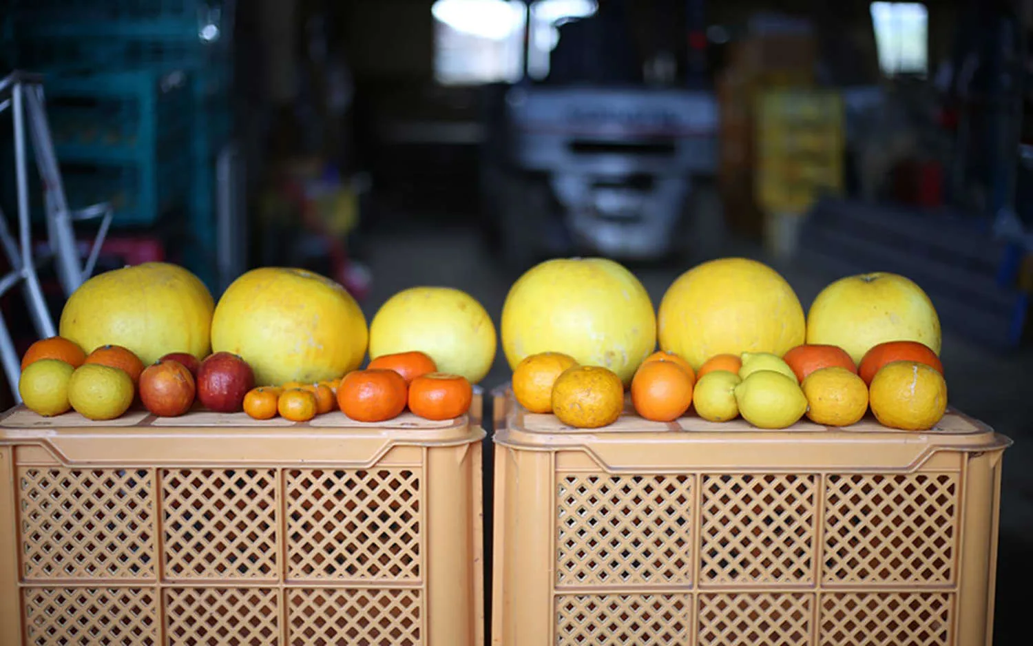 Cultivating the world's largest citrus fruit