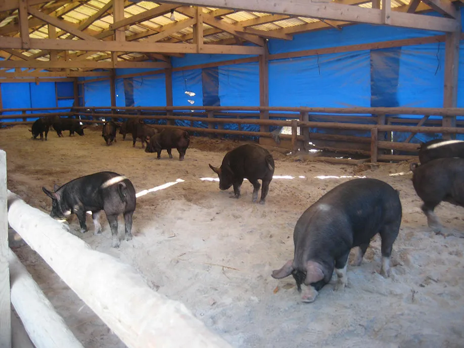 delicious-secrets-kagoshimas-free-range-kurobuta-pork_02