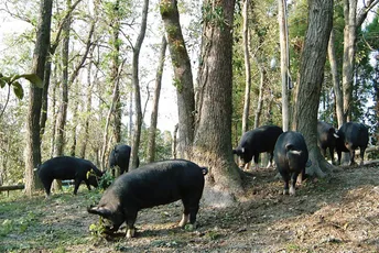 The delicious secrets of Kagoshima's:free-range Kurobuta pork