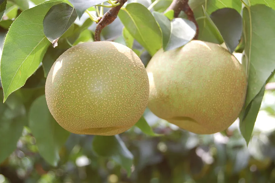 discover-fukuokas-fruit-kingdom_04
