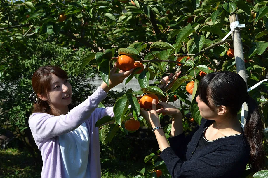 discover-fukuokas-fruit-kingdom_06