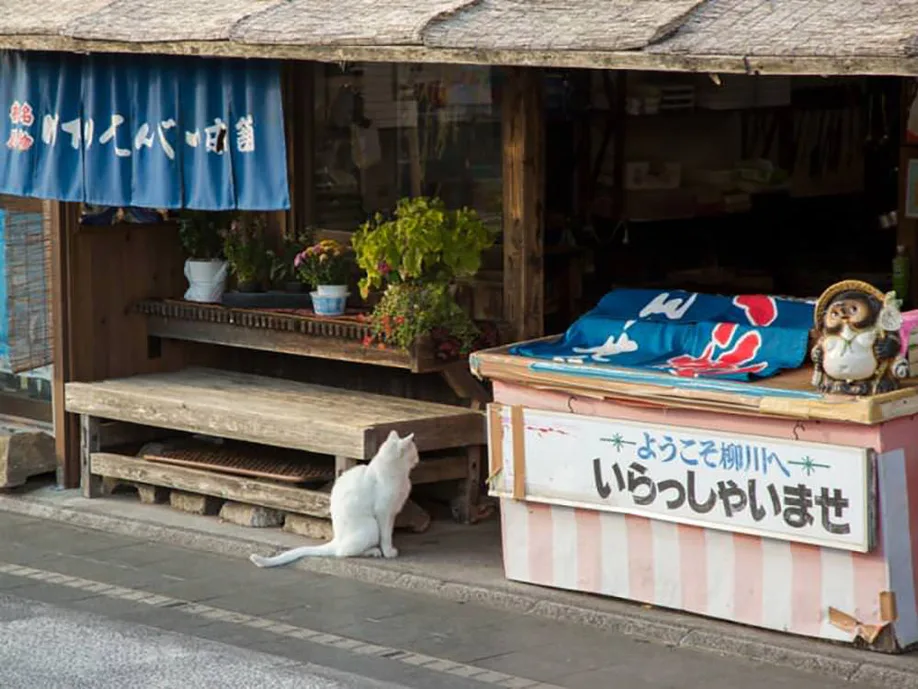 follow-canals-humble-beauty-yanagawa_08