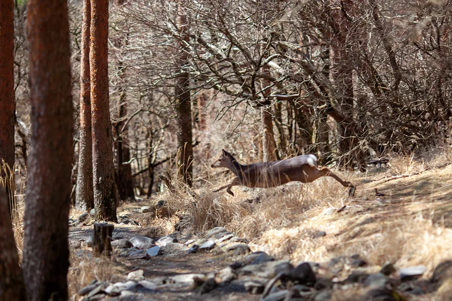 hiking-ebino-highlands_14