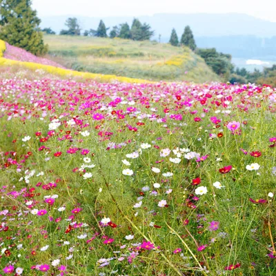 Ikoma Kogen Plateau