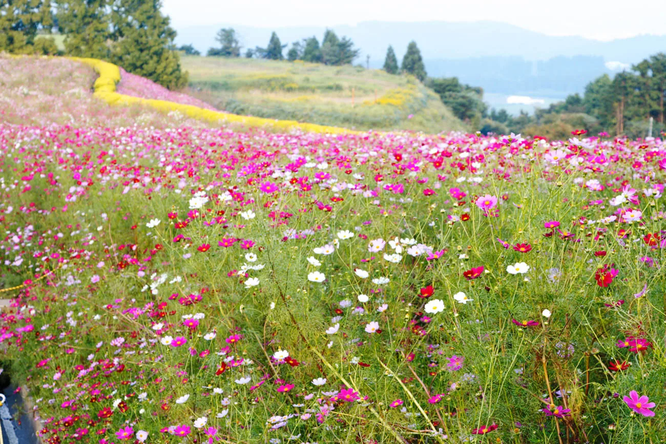 Ikoma Kogen Plateau: