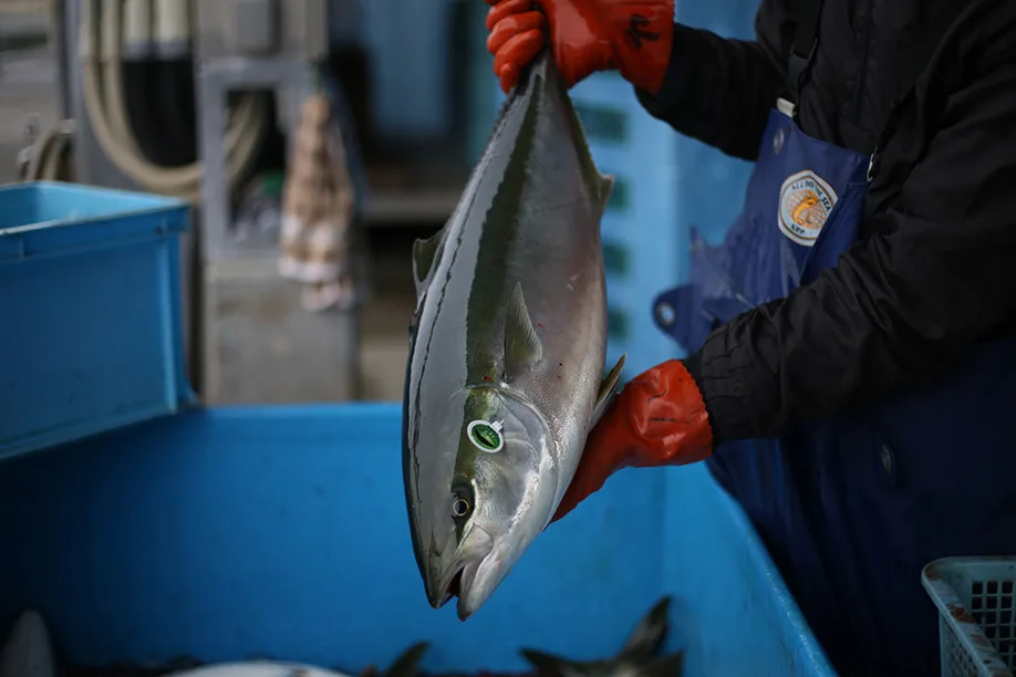 kabosu-buri-japanese-yellowtail-meets-oitas-kabosu-citrus_08