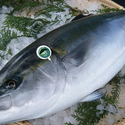 Kabosu-buri