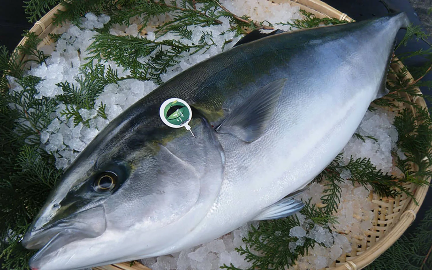 Kabosu-buri