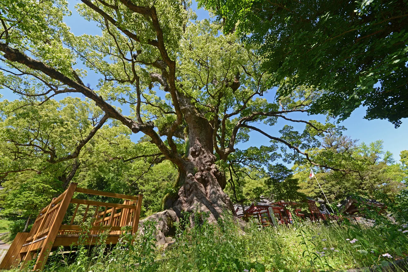 Kamo no Okusu Camphor Tree: