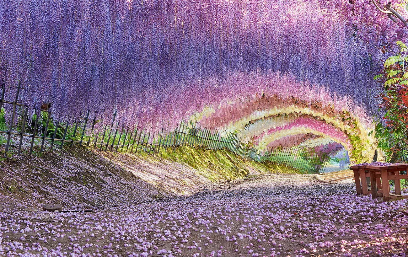 Kawachi Wisteria Garden: