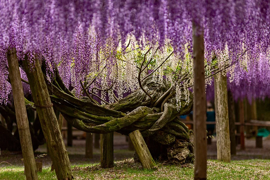 kokura_castle_kawachi_garden_15