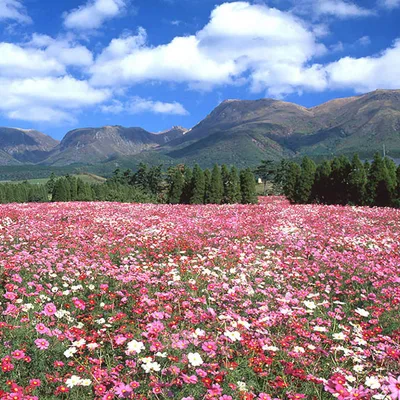 Kuju Flower Park