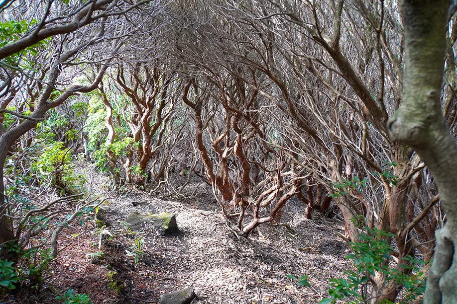 kuju-kyushu-aso-trekking_09