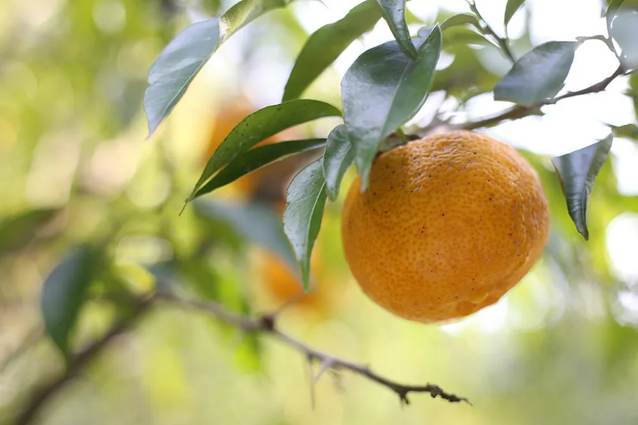 kumamotos-yuzu-kosho-perfect-blend-citrus-and-spice_03