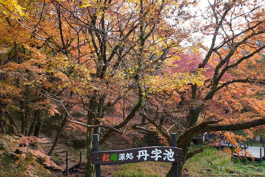 kyushu-olle-okubungo_15