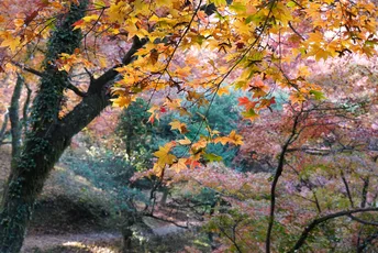 Kyushu Olle:An Autumn Hike on the Okubungo Course