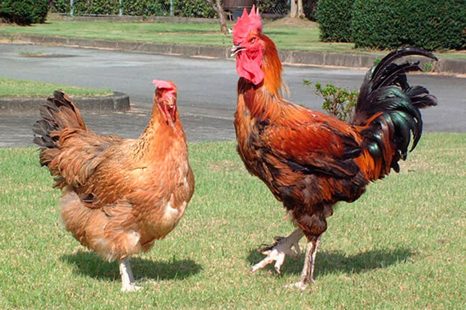 legendary-chickens-kumamotos-amakusa-islands_04