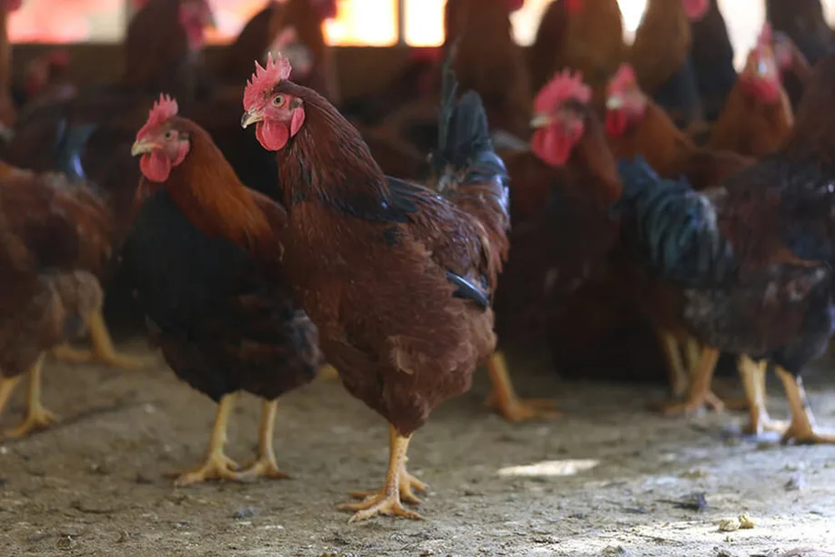 legendary-chickens-kumamotos-amakusa-islands_05