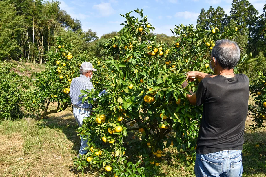 locals-japan-farm-stay-kagoshima_09