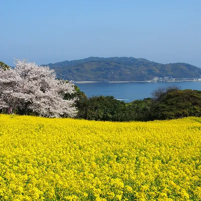 Nokonoshima Island park