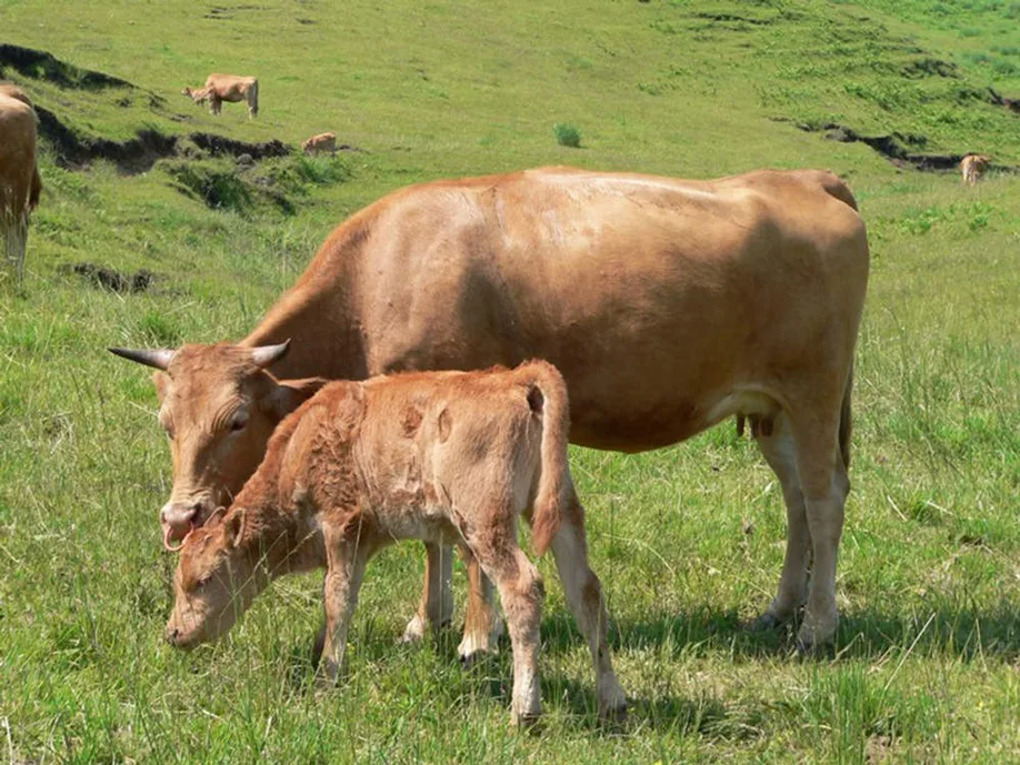 raising-kumamotos-famed-japanese-brown-cattle_02