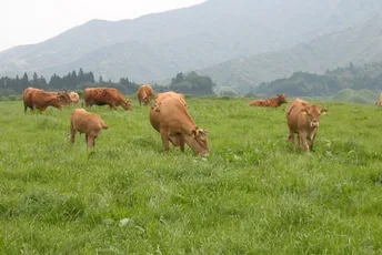 Raising Kumamoto's famed:Japanese Brown Cattle