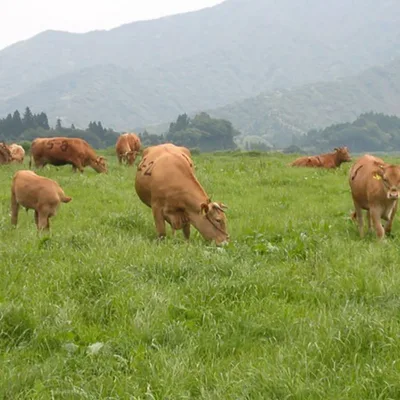 Raising Kumamoto's famed