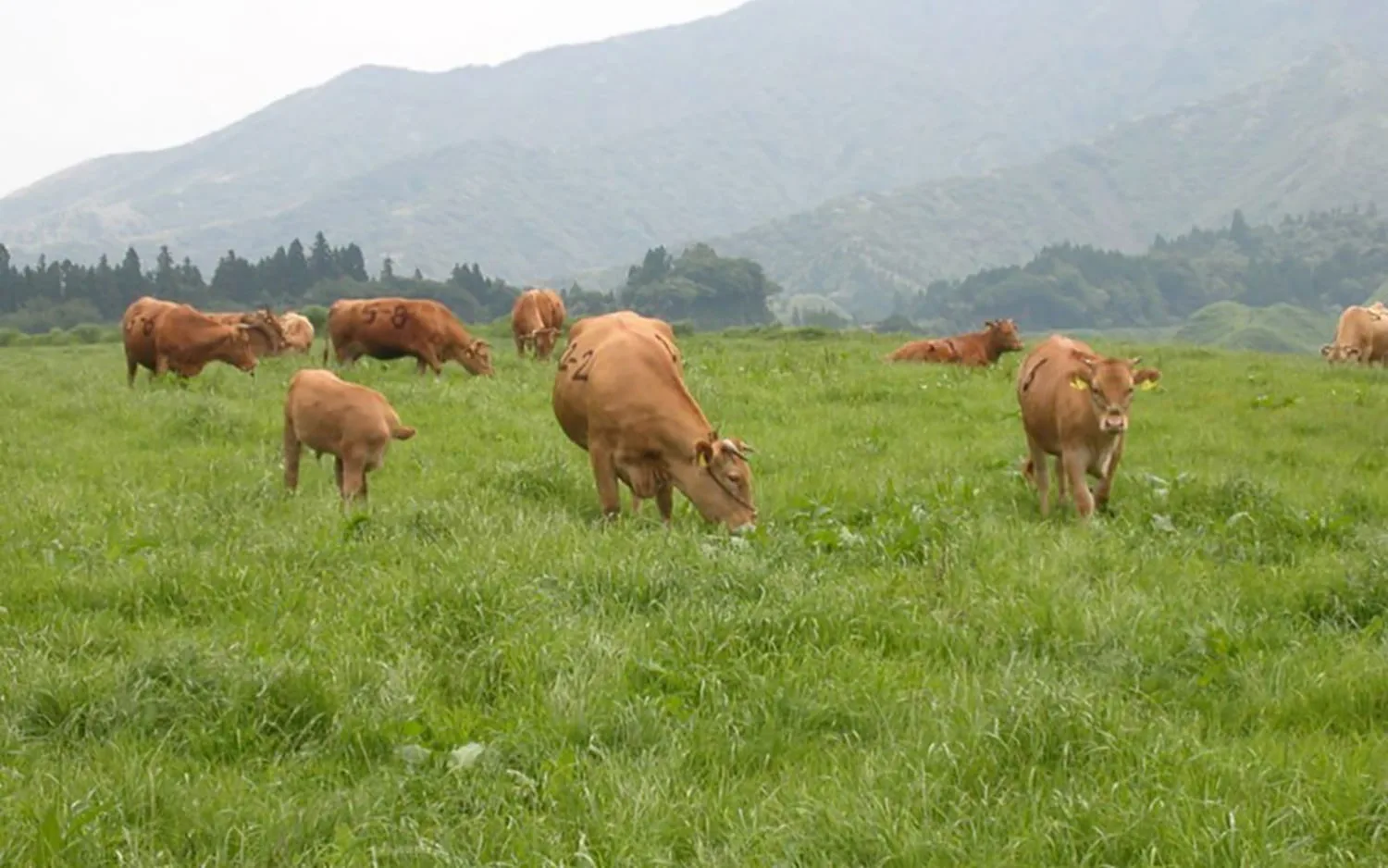 Raising Kumamoto's famed